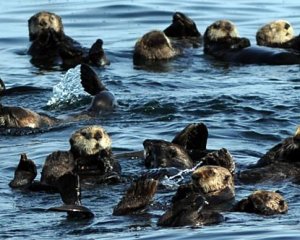 This is an image of a bunch of sea otters outside of the Sitka in Alaska