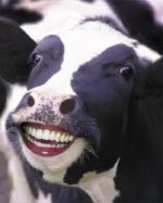This is an image of a happy cow