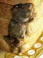 This is a dead mouse that was found in food