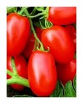 How To Care For Grape Tomatoes. When To Plant Tomatoes.