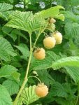 This is an image of yellow raspberries on a branch.