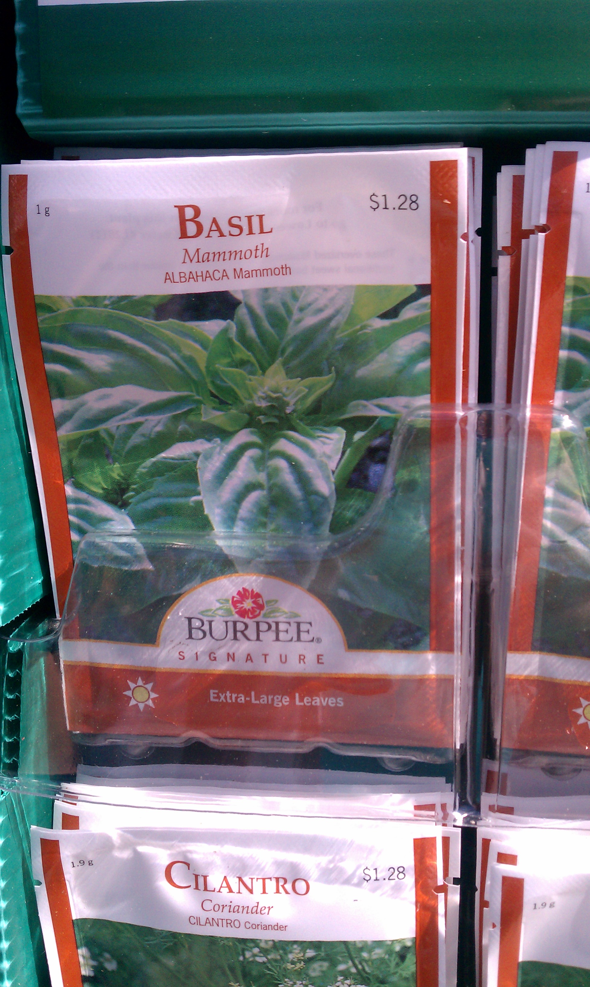 basil seeds to grow and care for basil