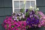 This is an image of a window box garden
