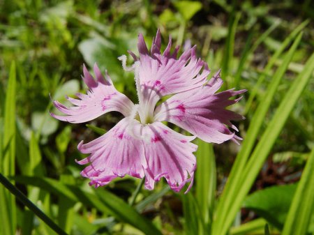 How To Grow Dianthus Flower, Carnations