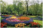 A large, colorful flower garden with a nice layout