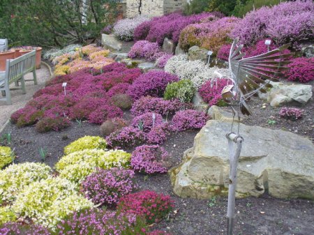 A winter garden comprising hardy Heathers at Harlow Carr