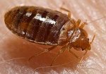 What Are Bedbugs.