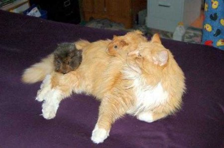 This is an image of a cat with 2 Guinea pigs