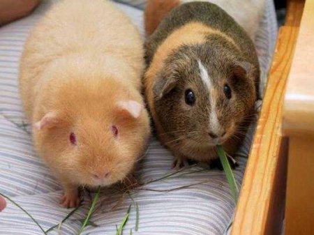 This is an image of 2 guinea pigs