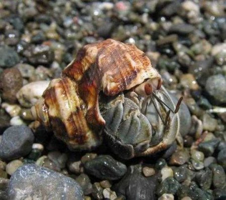 This is an image of a hermit crab
