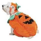 this is an image of a dog in a pumpkin suit