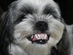 This is an image of a dog smiling