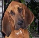This is an image of a blood hound
