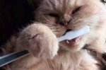 This is an image of a cat brushing thir teeth